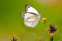 Bild: Schmetterling