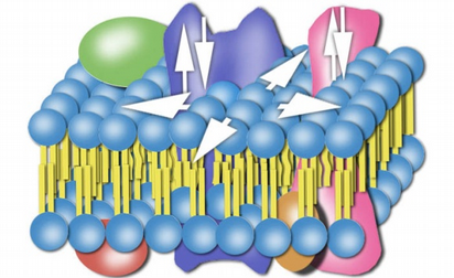 Grafik zeigt Modell zum Aufbau einer Biomembran